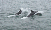 Two dolphins