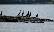 Cormorants