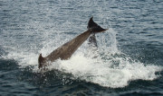 Dolphin Splash Landing