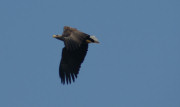 Sea Eagle