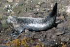 Seal on Seal Island