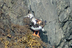 Ruddy Turnstone