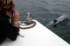 Dolphins swim close to Mara Mhor
