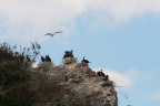 Cormorant Nests