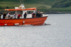 dolphins viewed from Mara Mhor