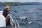 dolphins viewed from Mara Mhor