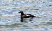 Black Guillemot