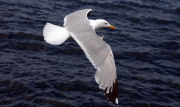 Herring Gull