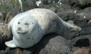 Juvenile male seal