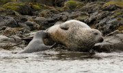 Seal pup feeding