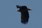 Sea Eagle