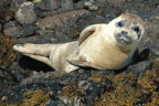 Seal pup