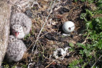 Seagull chicks and nest