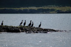 Common shags