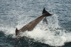 Dolphin Splash Landing