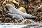 Seal and her pup