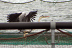 Heron fishing at fish farm