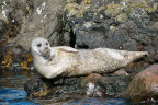 Seal on Seal Island