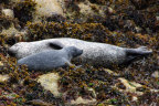 Seal and her pup