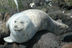 Juvenile male seal