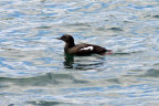 Black Guillemot