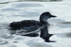 Great Northern Diver
