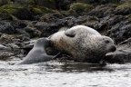 Mother seal suckles pup