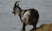 Wild Goat