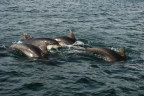 Dolphins